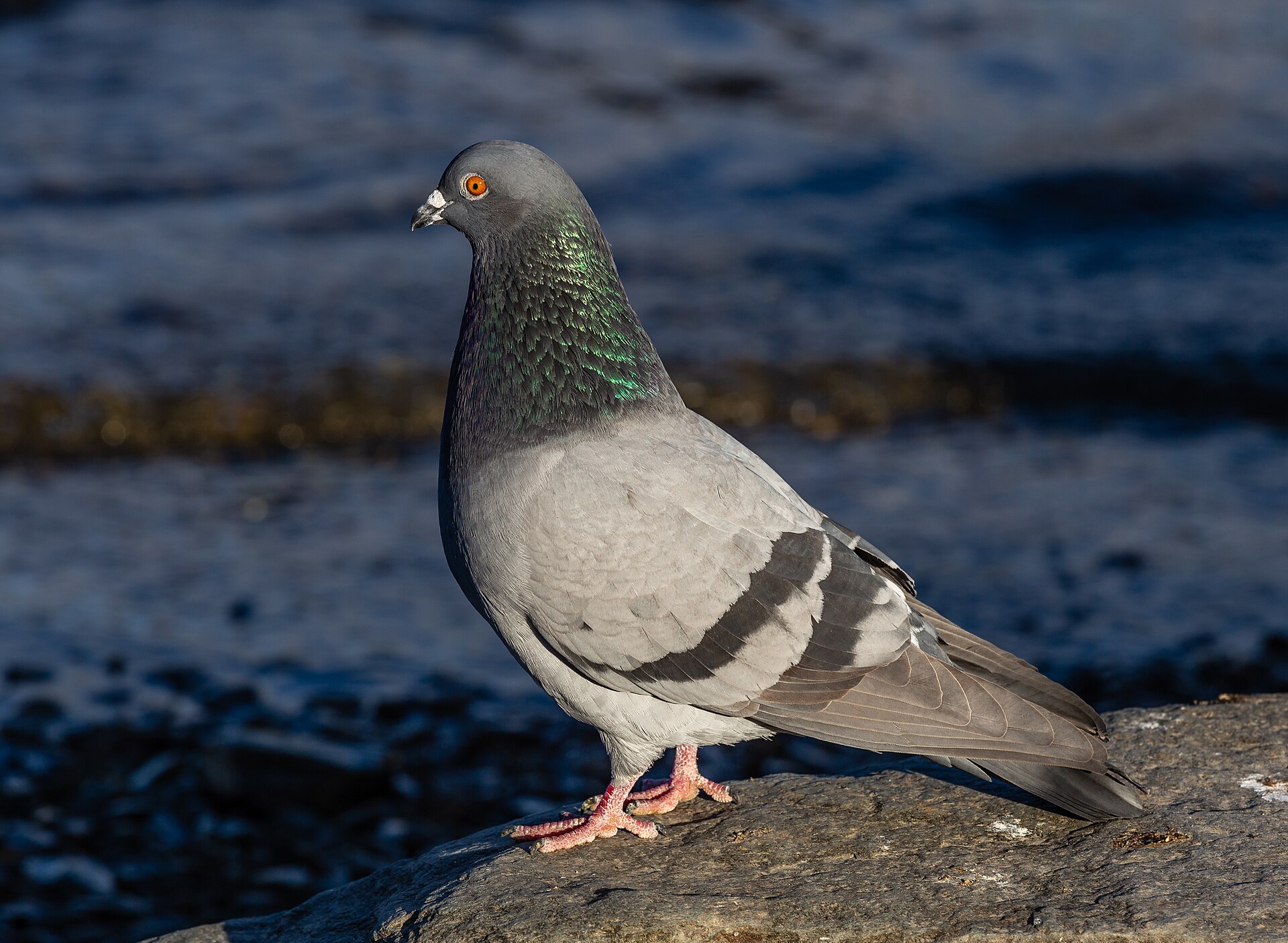 Wild pigeon