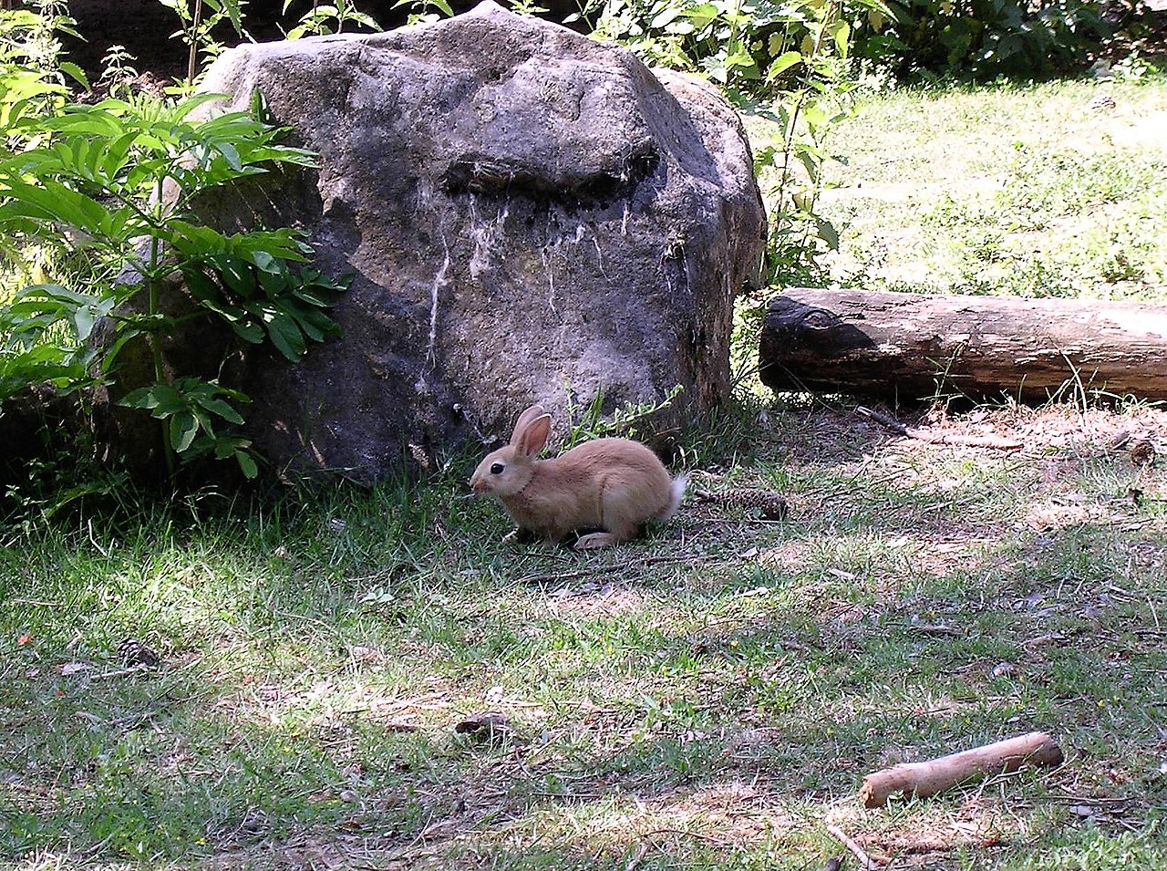 Wild rabbit