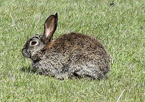 Wild rabbit