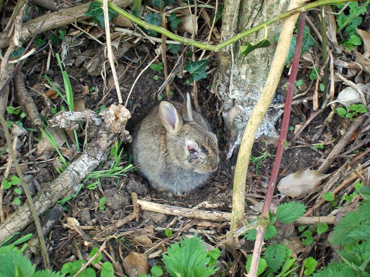Wild rabbit