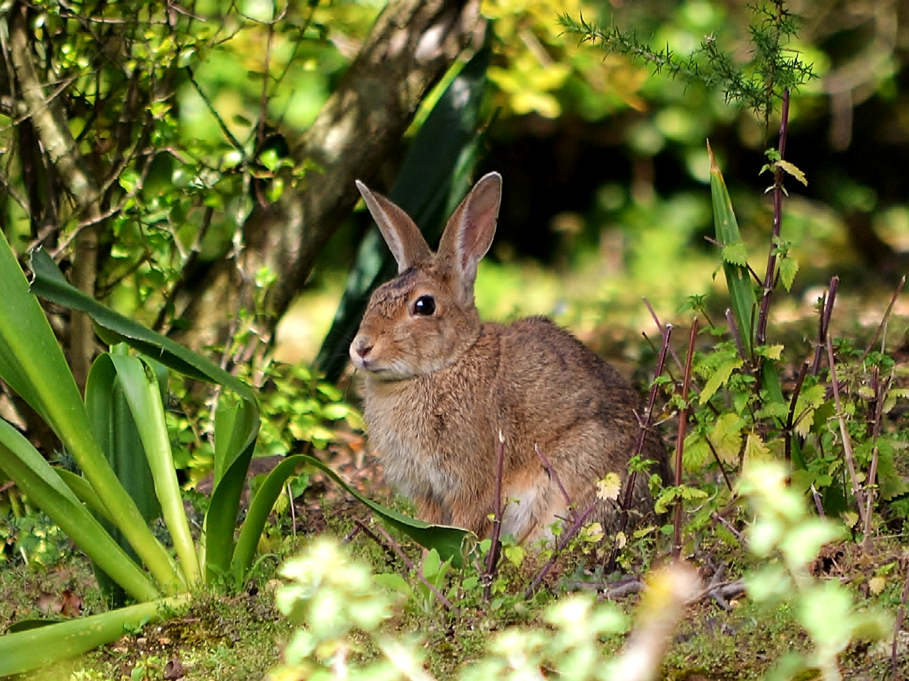 Wild rabbit