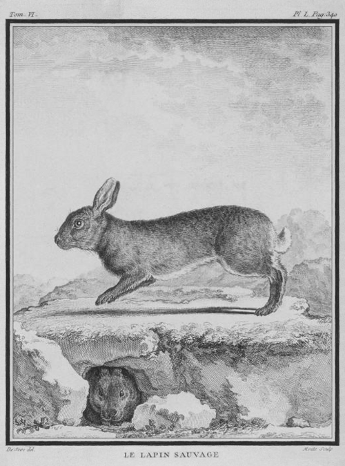 Wild rabbit