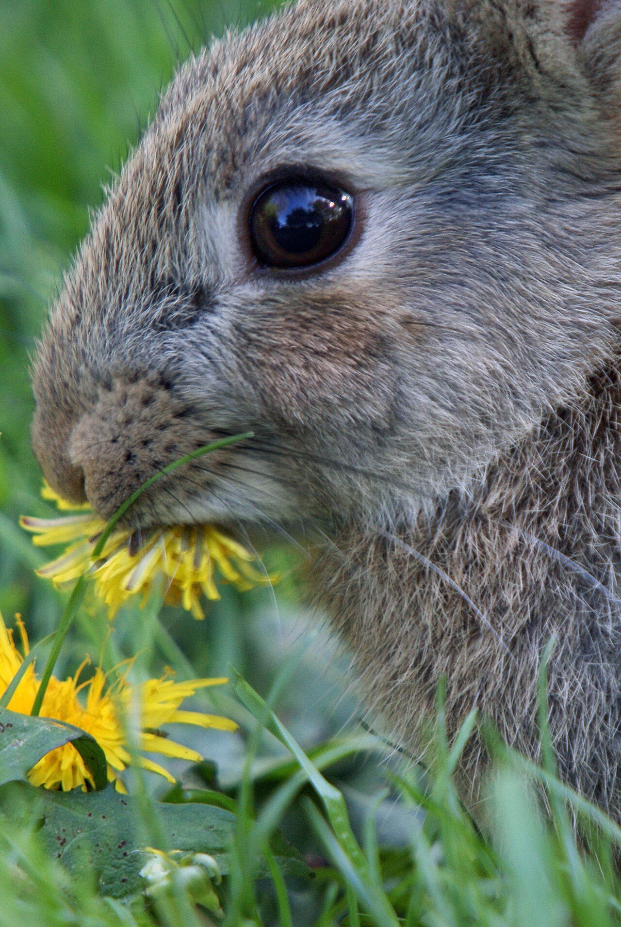 Wild rabbit