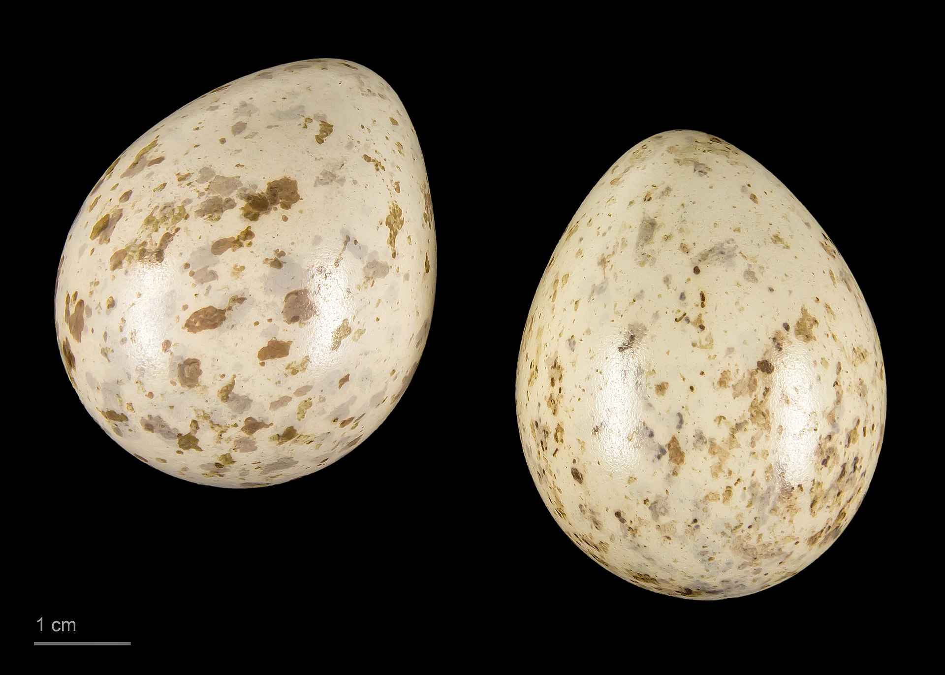 Woodcock