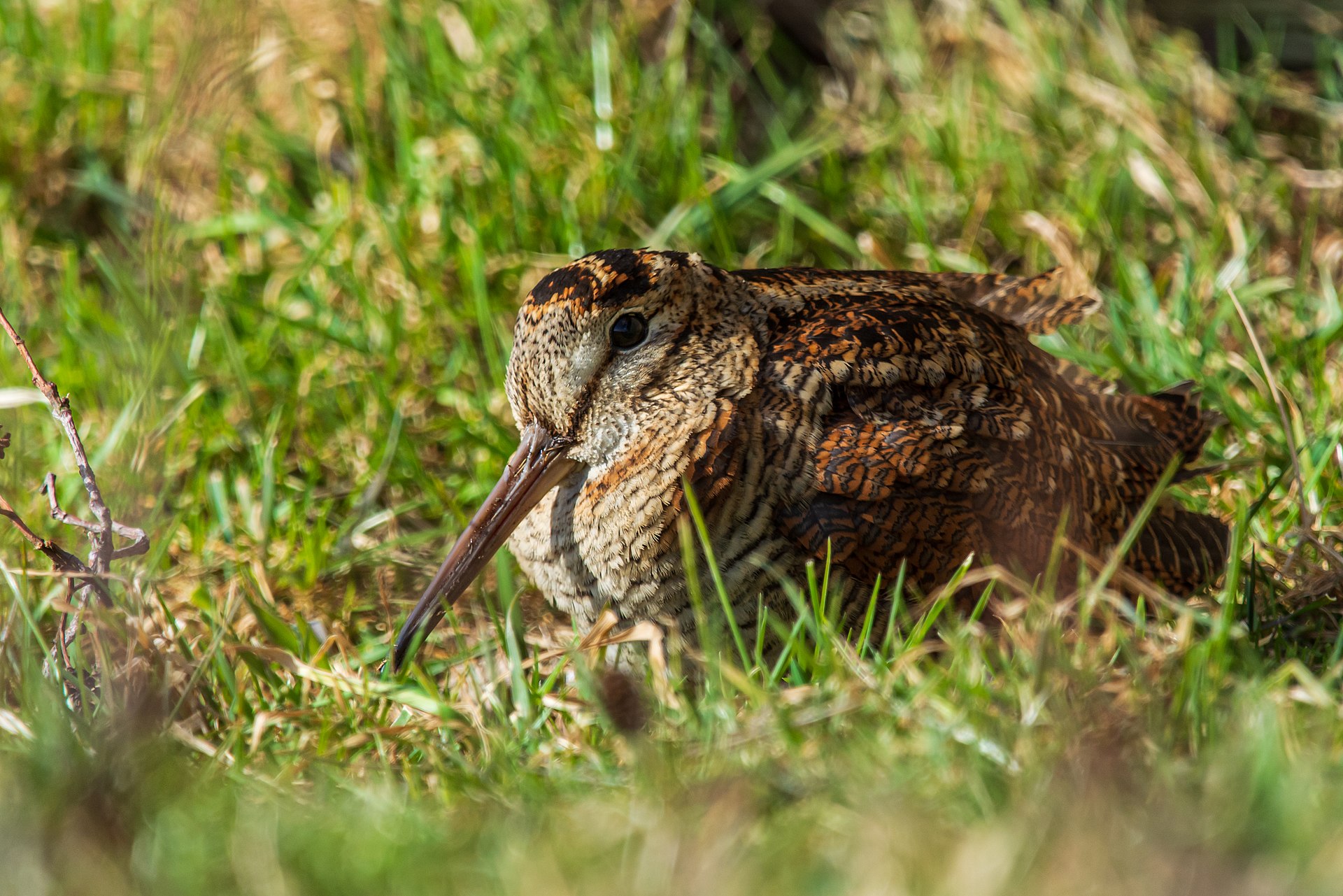 Woodcock