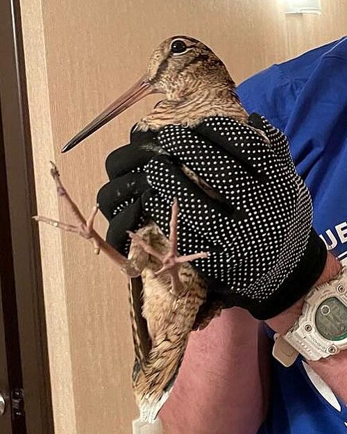 Woodcock