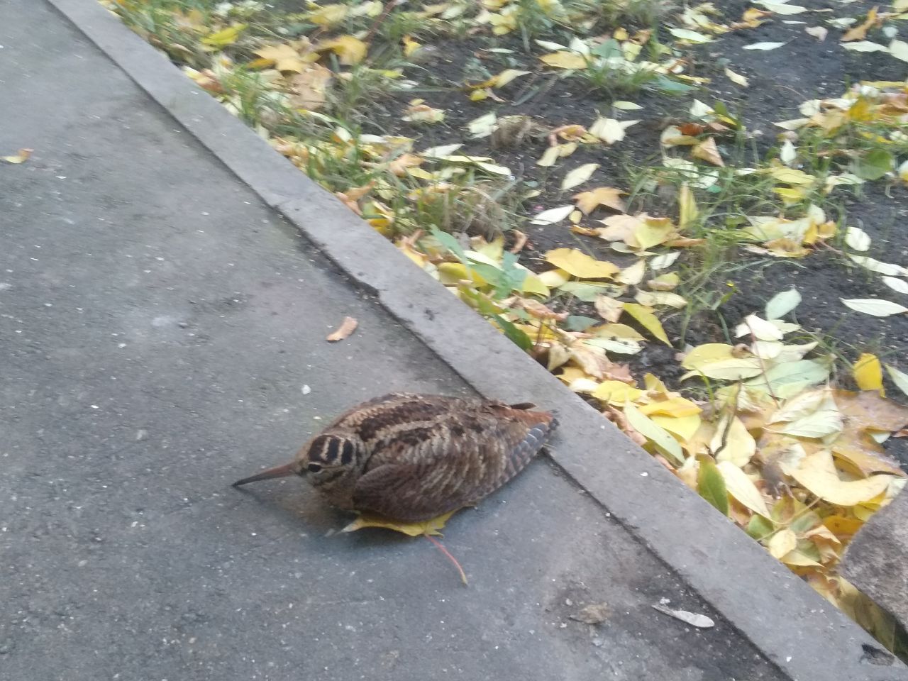 Woodcock