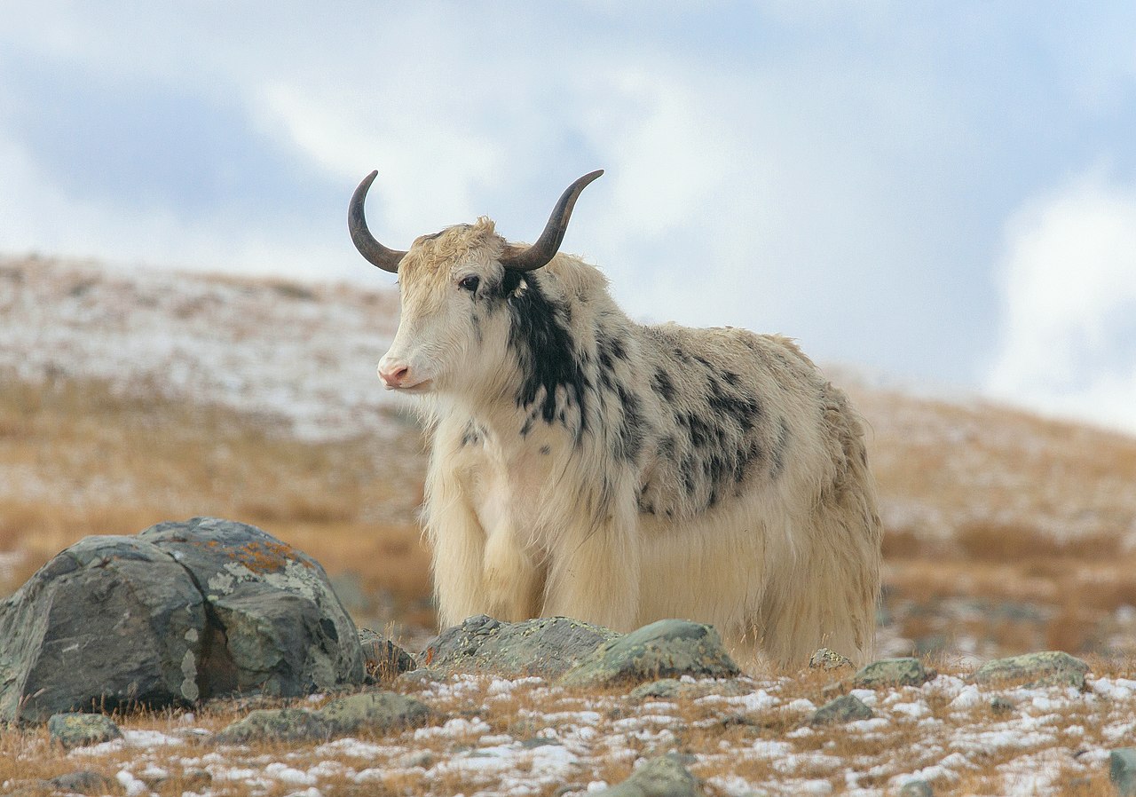 Yak