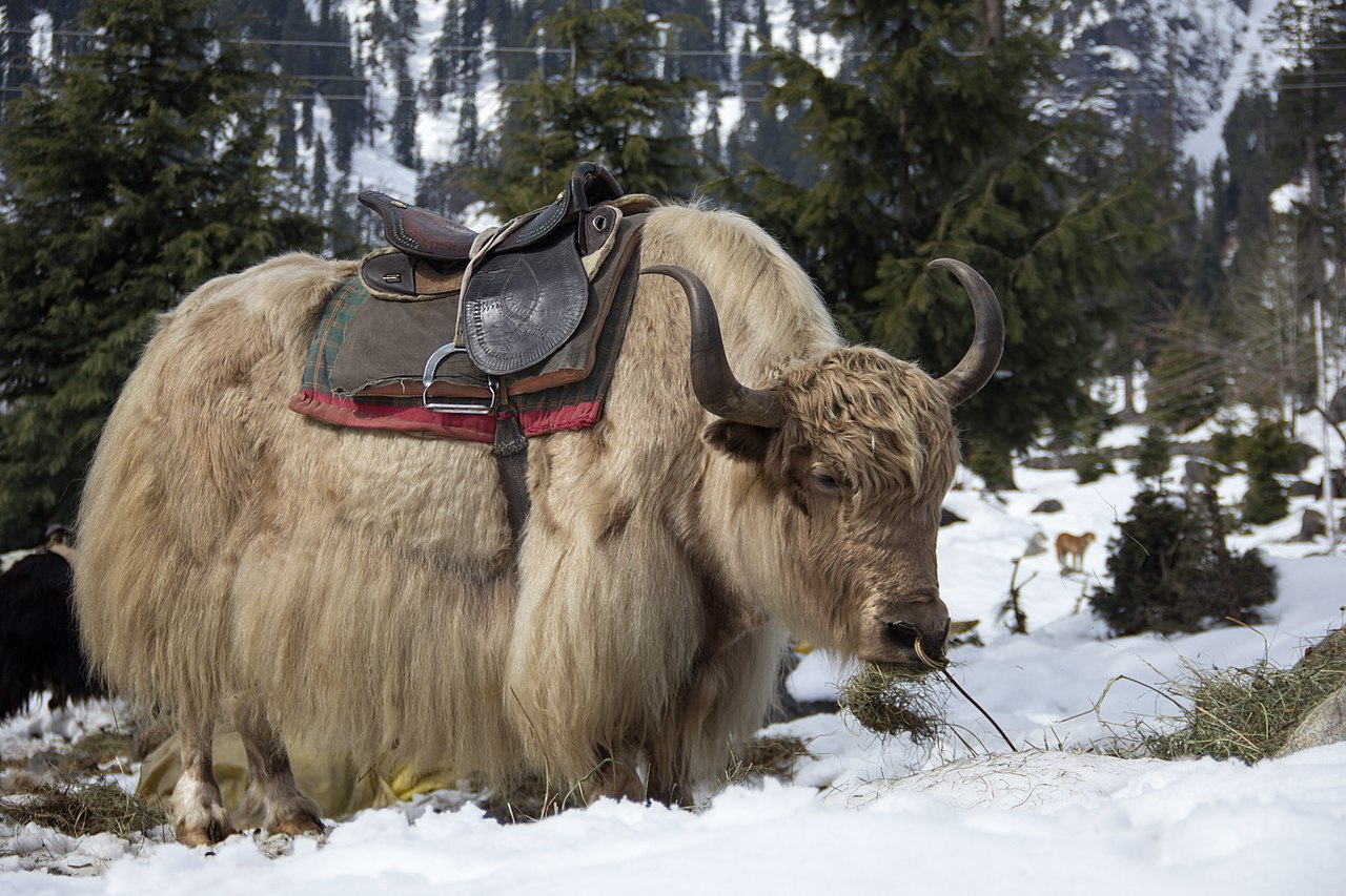 Yak