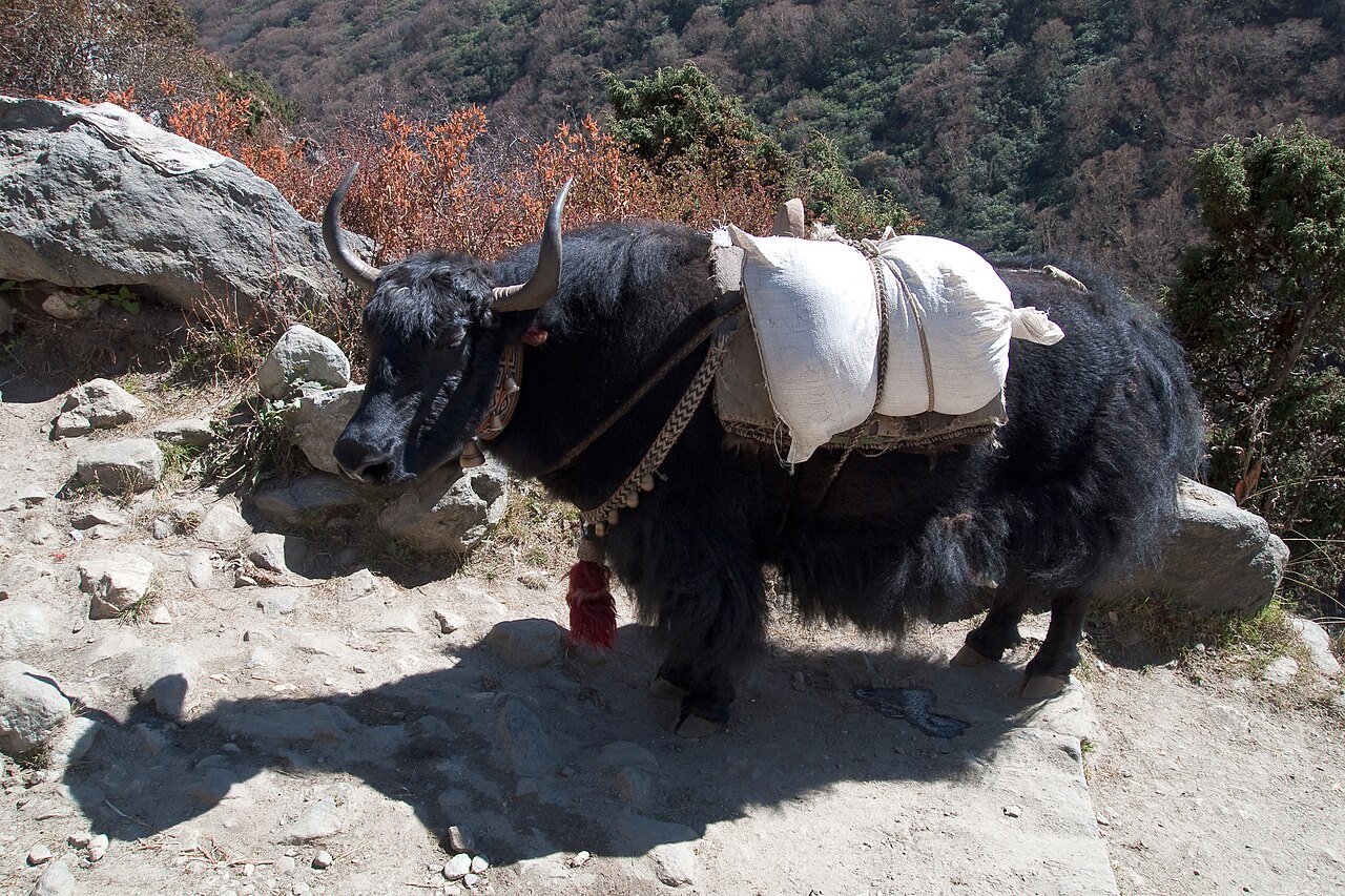 Yak