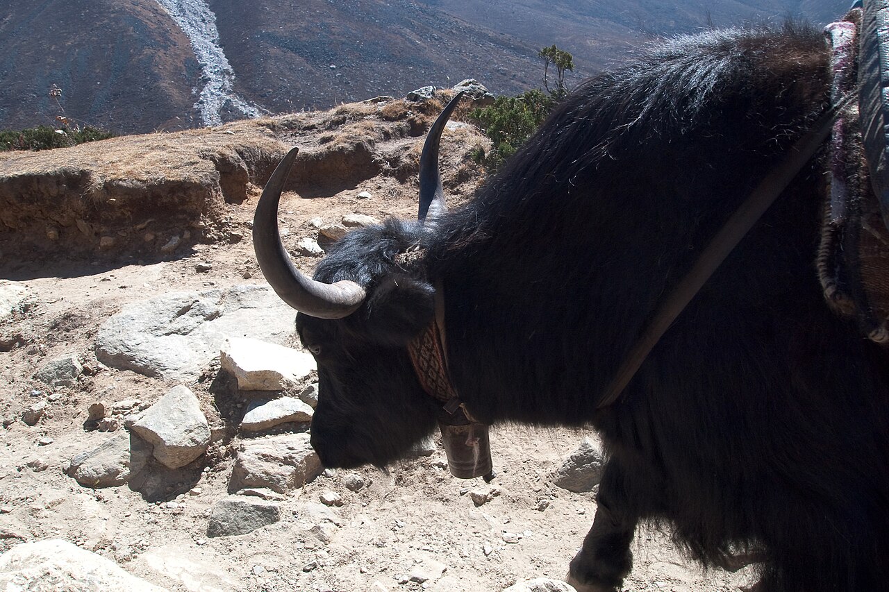 Yak