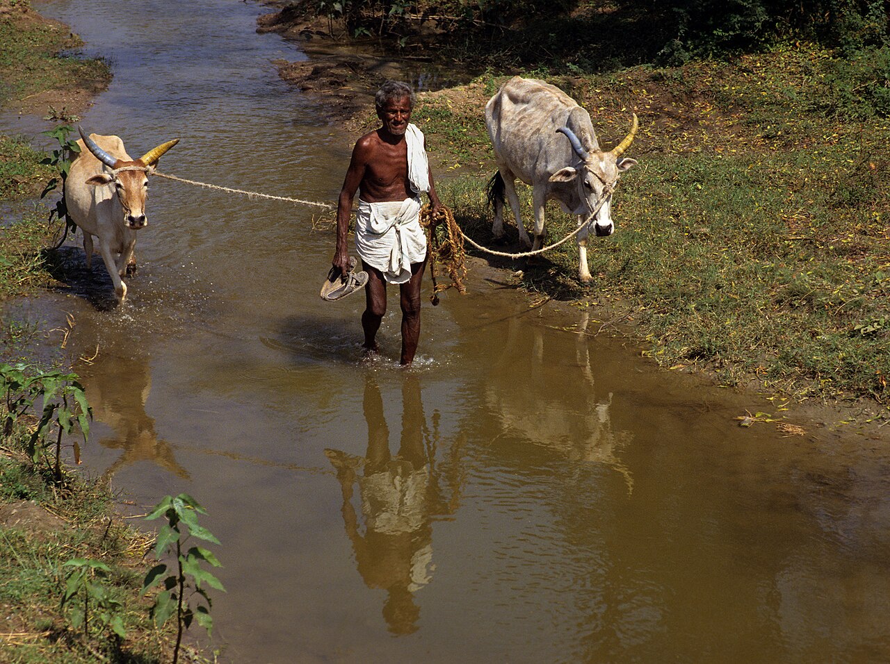 Zebu cattle