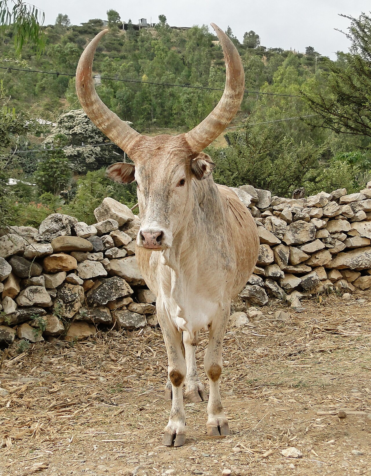 Zebu cattle