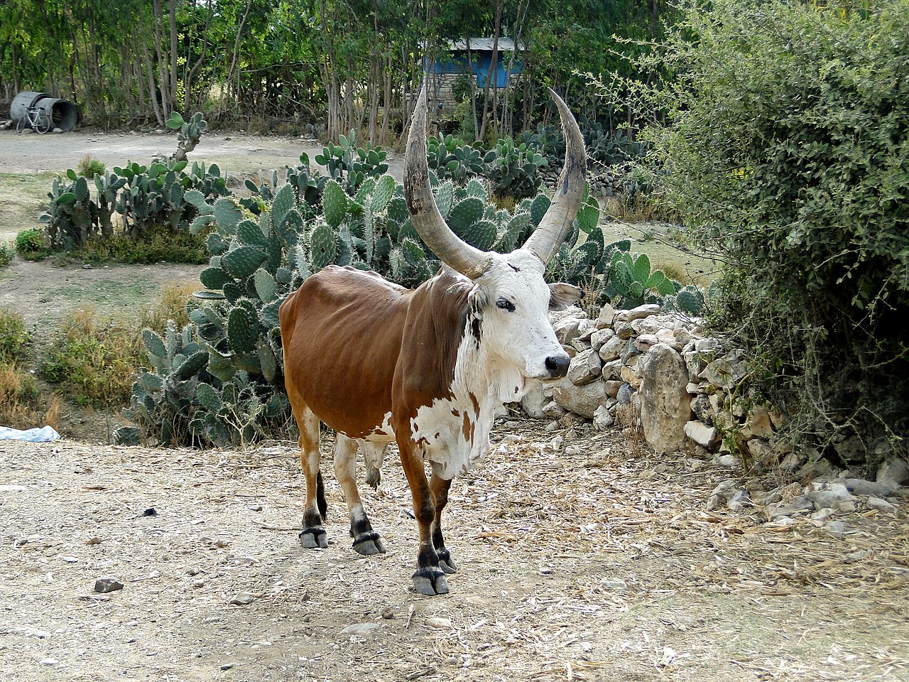 Zebu cattle