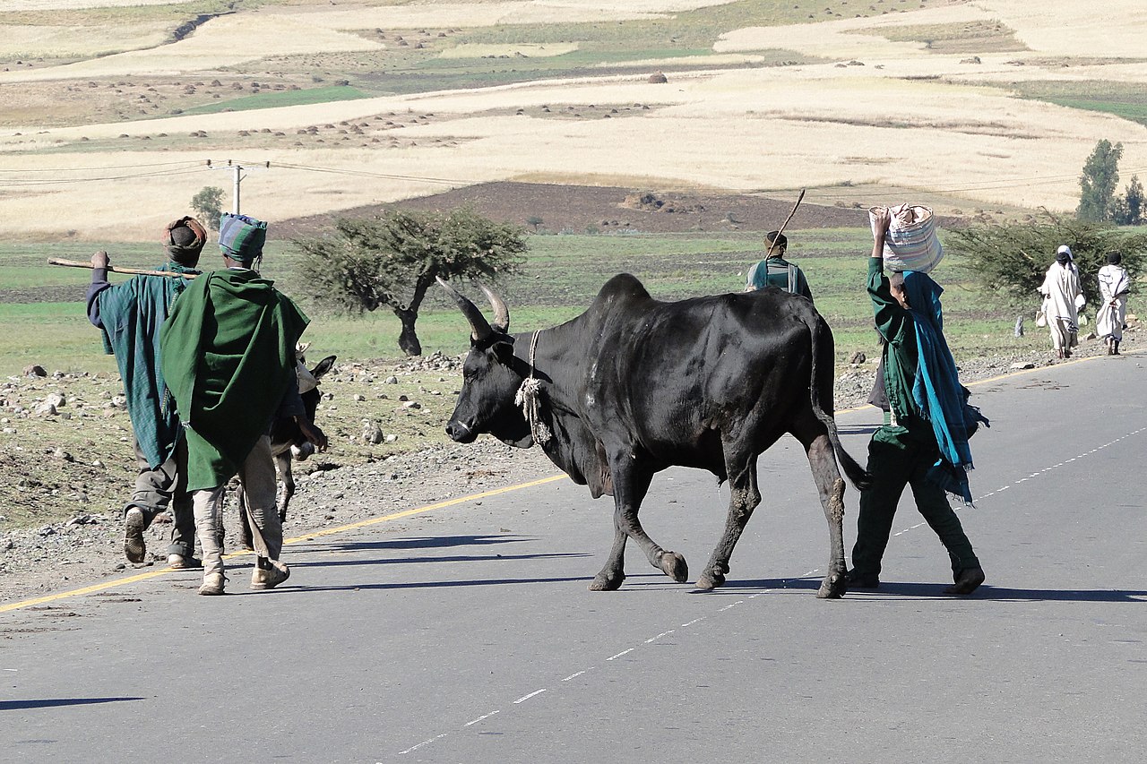 Zebu cattle