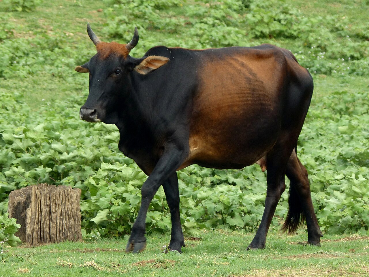 Zebu cattle