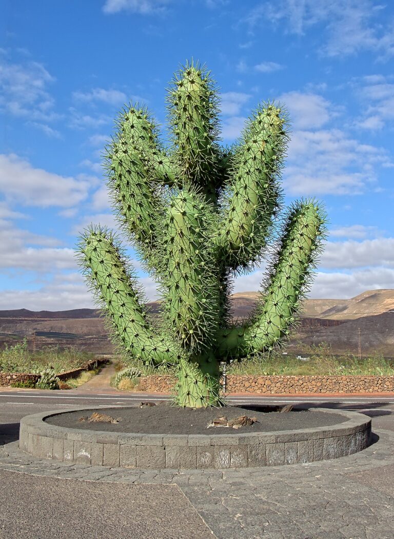 Cactus sculpture - C sar Manrique - Guatiza