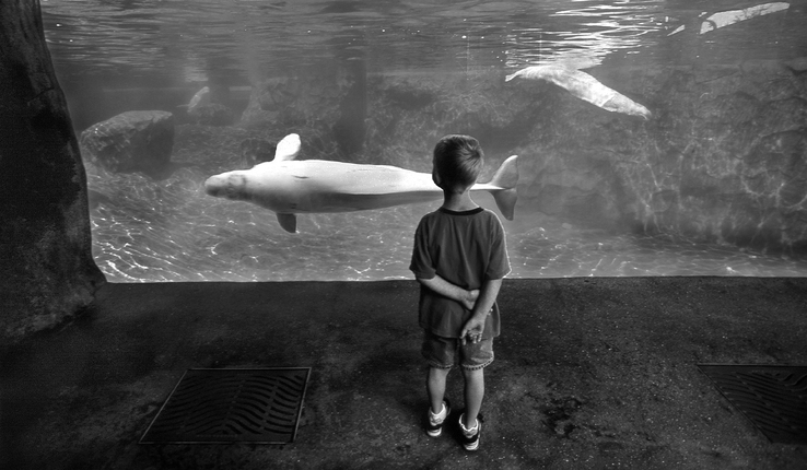 Army Photography Contest - - FMWRC - Arts and Crafts - Beluga