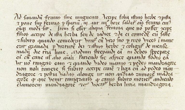 Manuscript text on properties of the mandrake plant