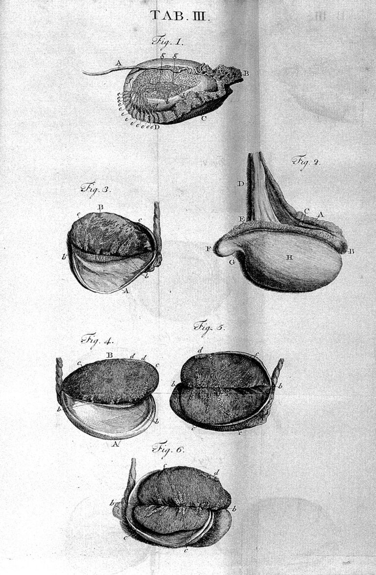 Essays and observations physical and literary Wellcome L