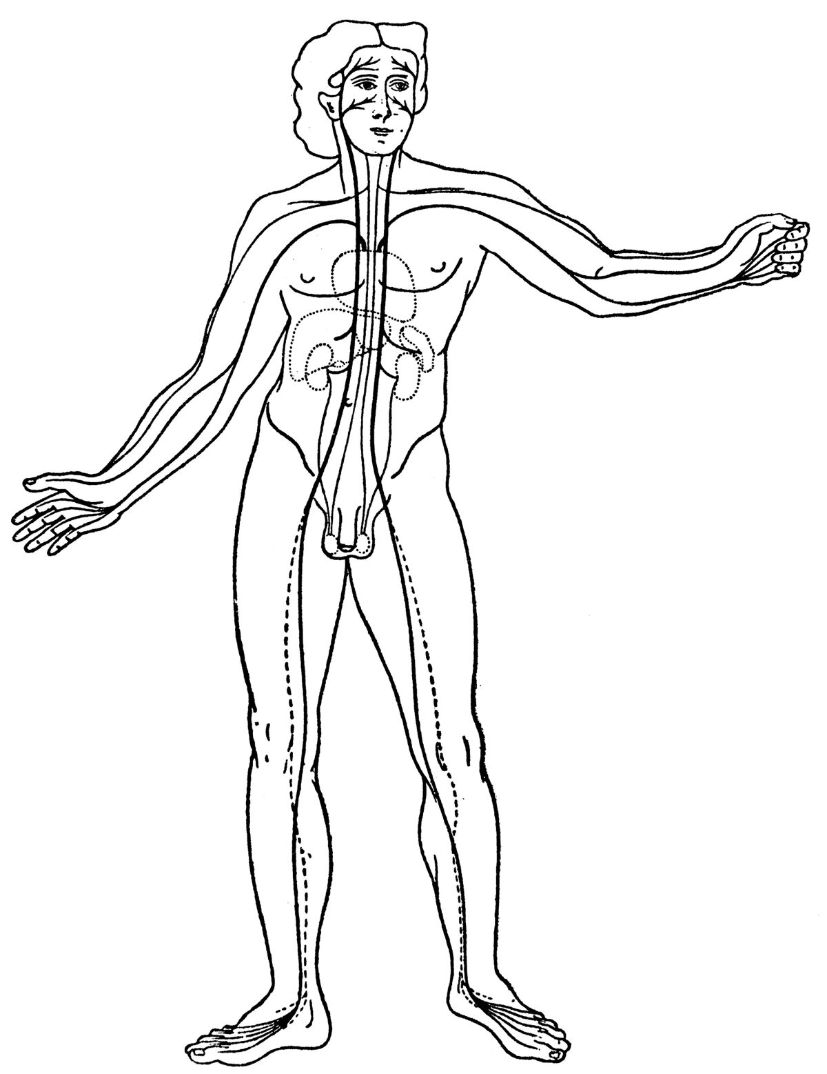 Diogenes vascular system diagram