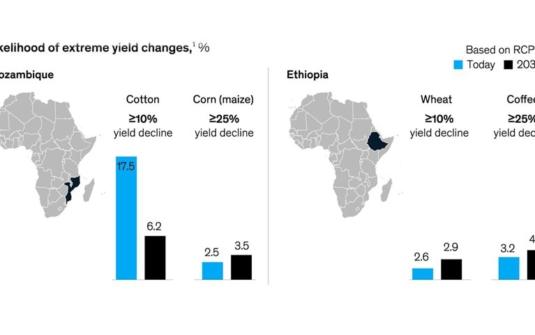 Ethiopian coffee yields threatened by climate change