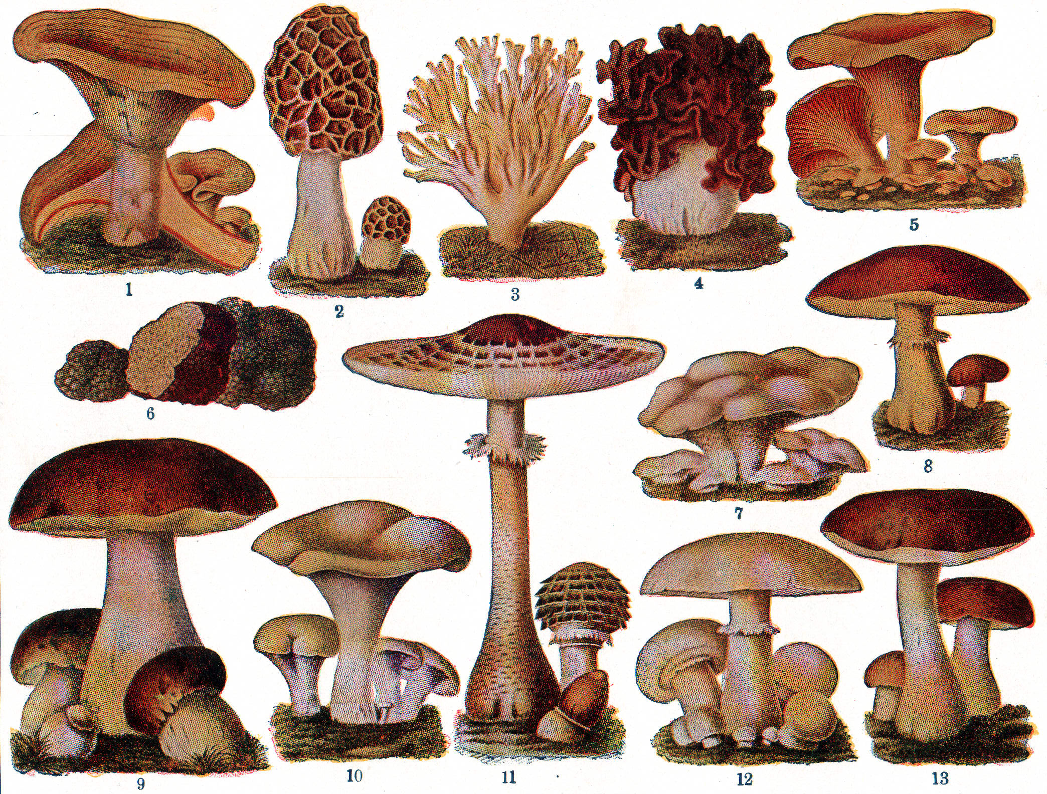 Illustration of edible mushrooms