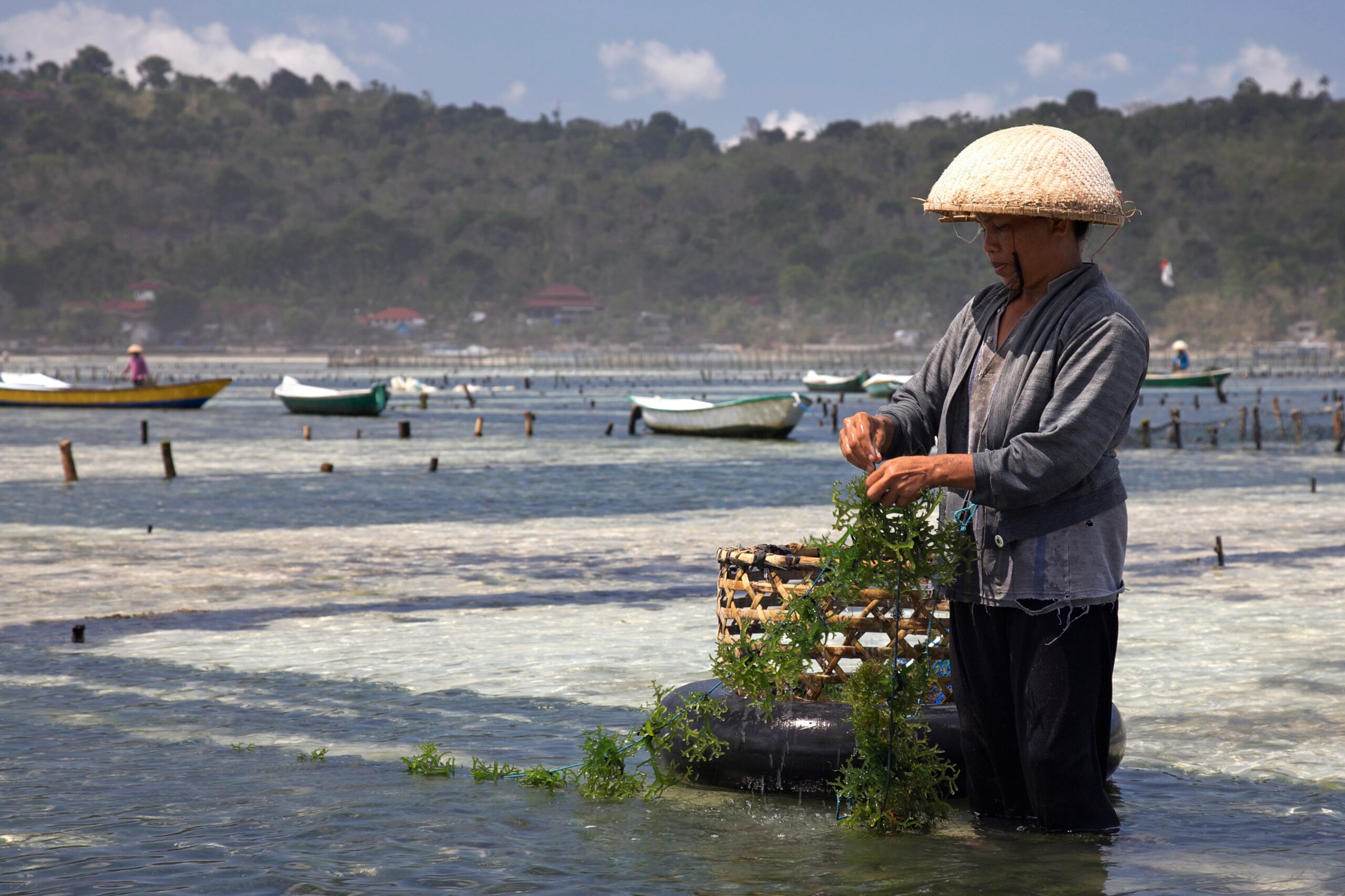 Algae - Seaweed farming -Nusa Lembongan, Bali-16Aug2009 edit