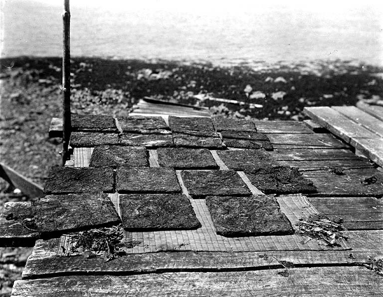 Algae - Seaweed drying in cakes, Shakan, Alaska, July 16, 1911