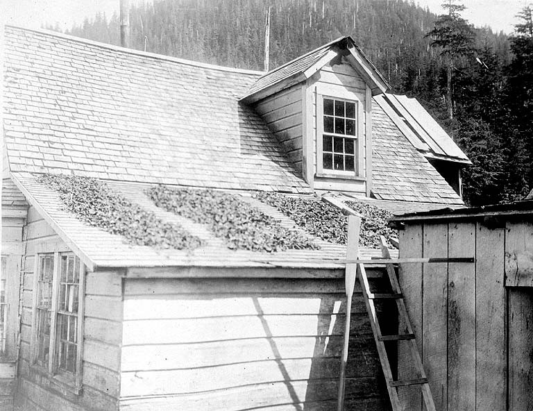 Algae - Seaweed drying on roof of house, Shakan, Alaska, July 16, 1911