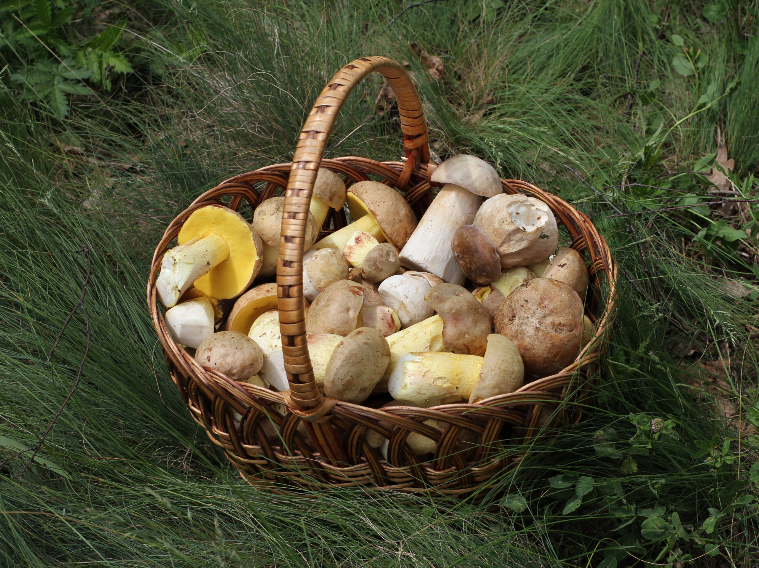 Fungi - Edible fungi in basket 2012 G1
