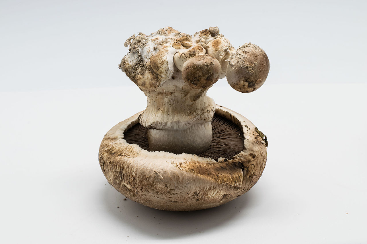 Agaricus Mushrooms