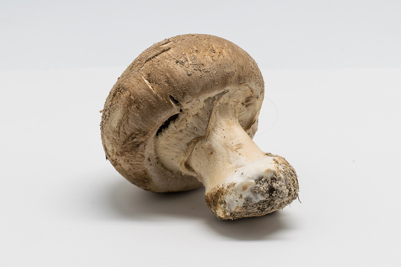 Agaricus Mushrooms