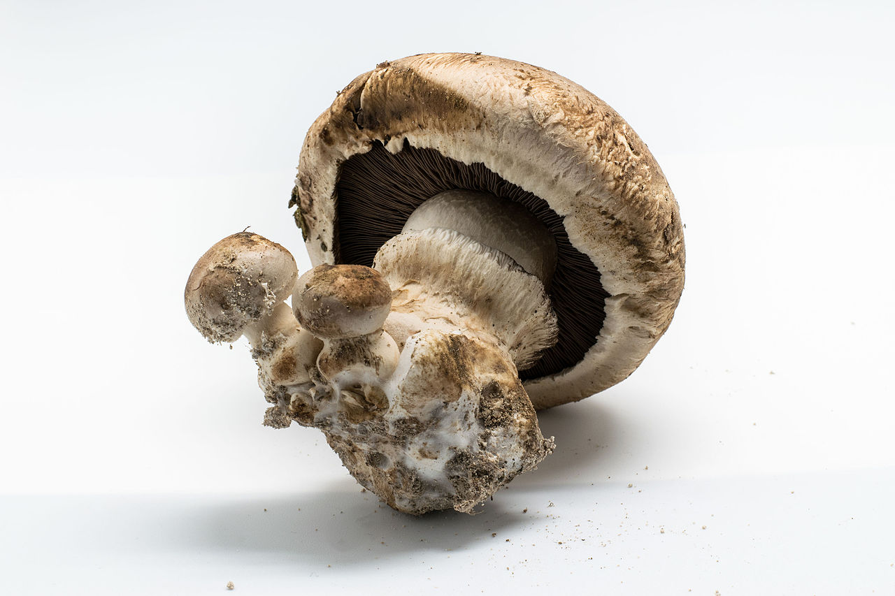 Agaricus Mushrooms