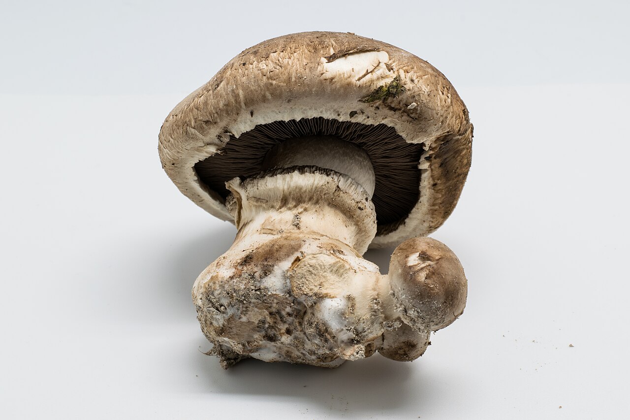 Agaricus Mushrooms
