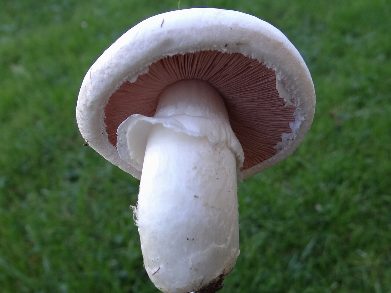 Agaricus Mushrooms