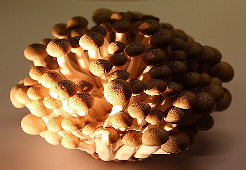Beech Mushrooms