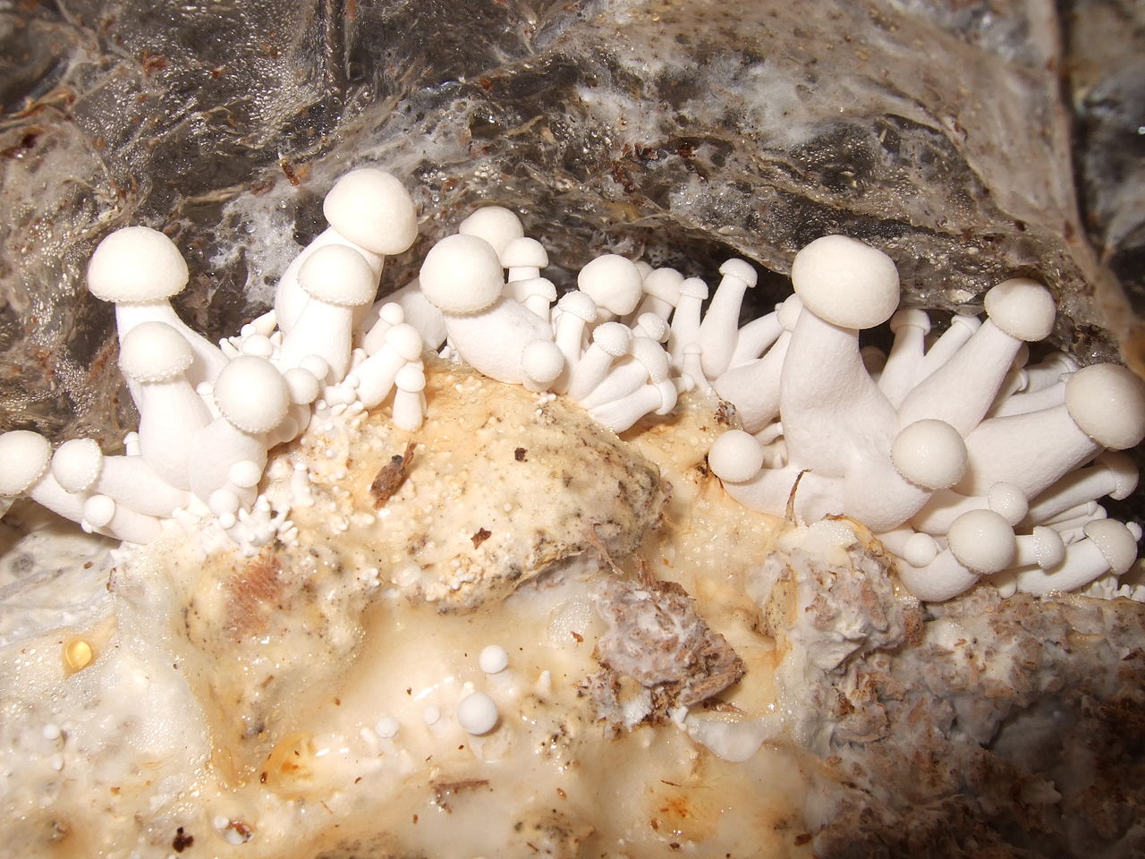 Beech Mushrooms