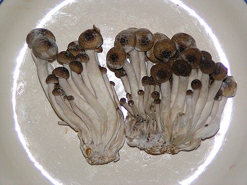 Beech Mushrooms