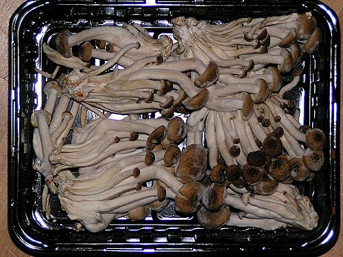 Beech Mushrooms