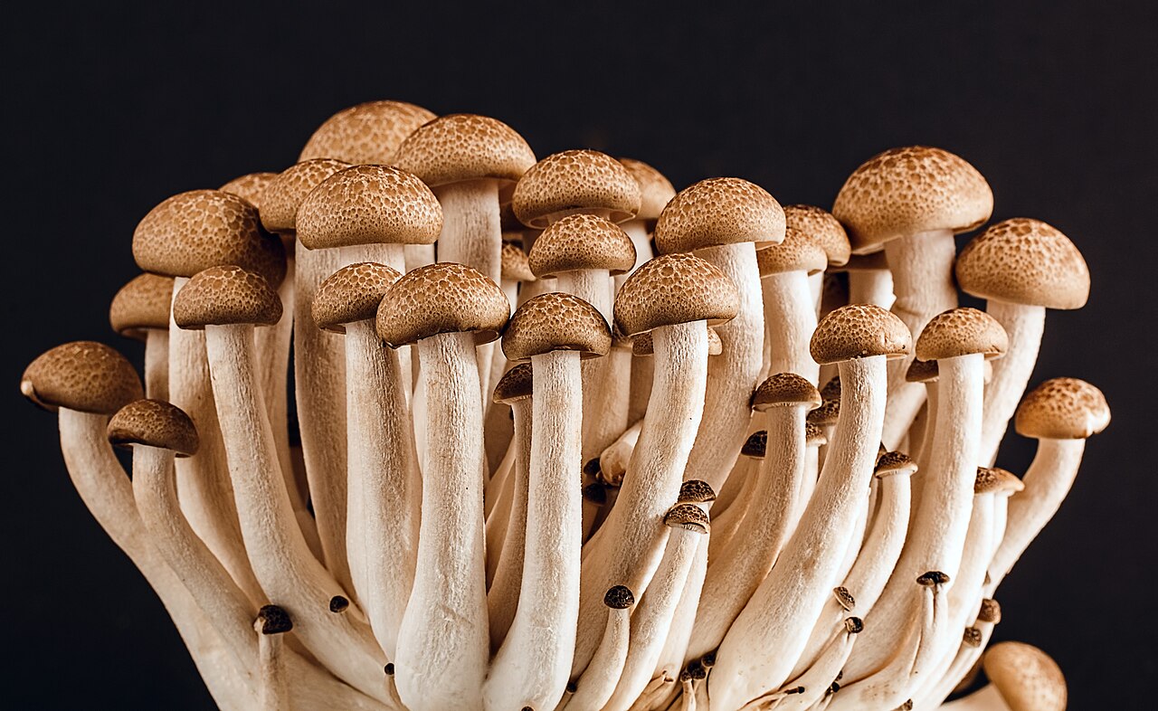 Beech Mushrooms
