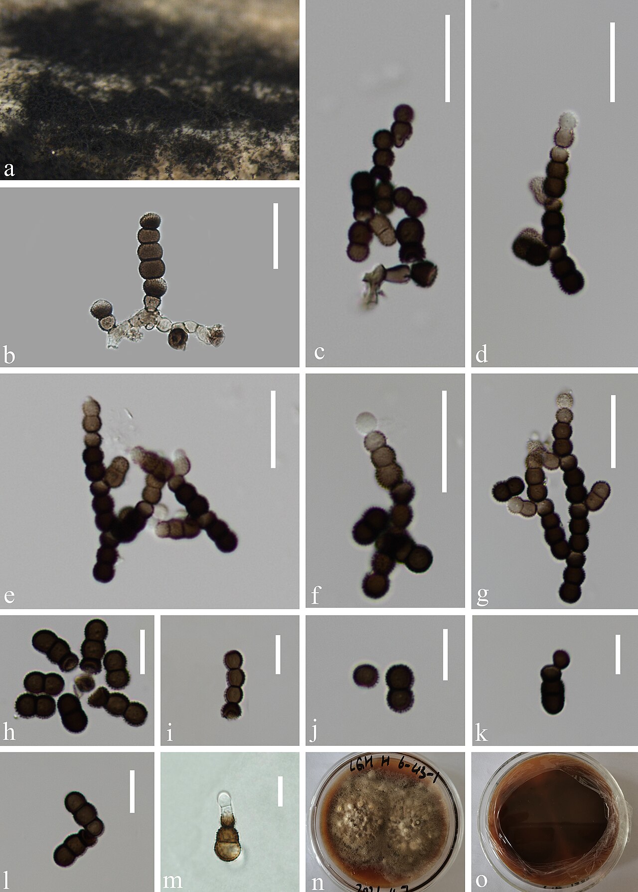 Candida and Torula Yeasts