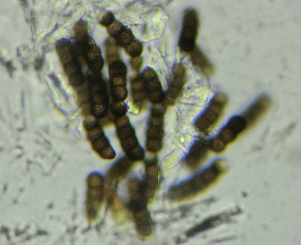 Candida and Torula Yeasts