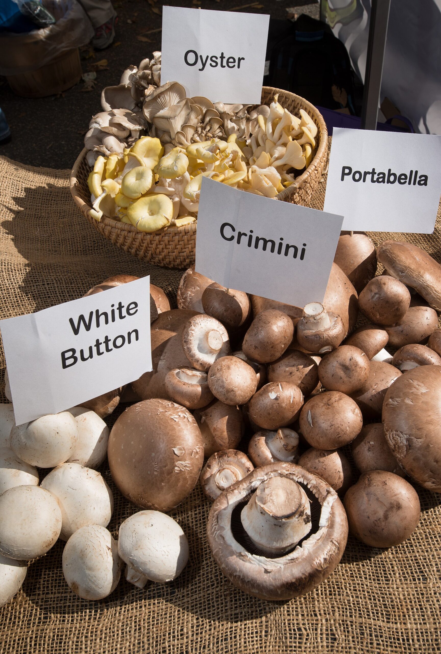 Cultivated Edible Mushrooms