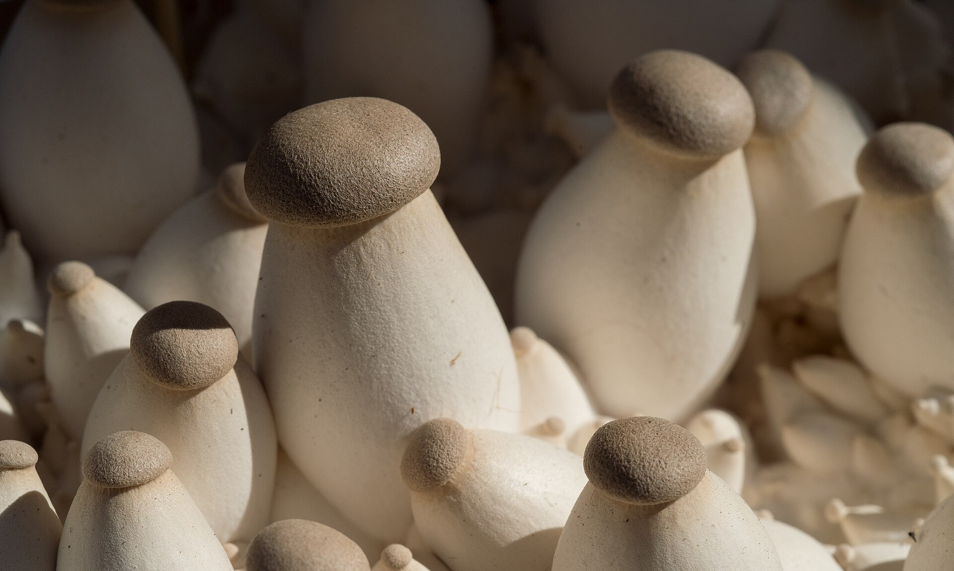 Cultivated Edible Mushrooms