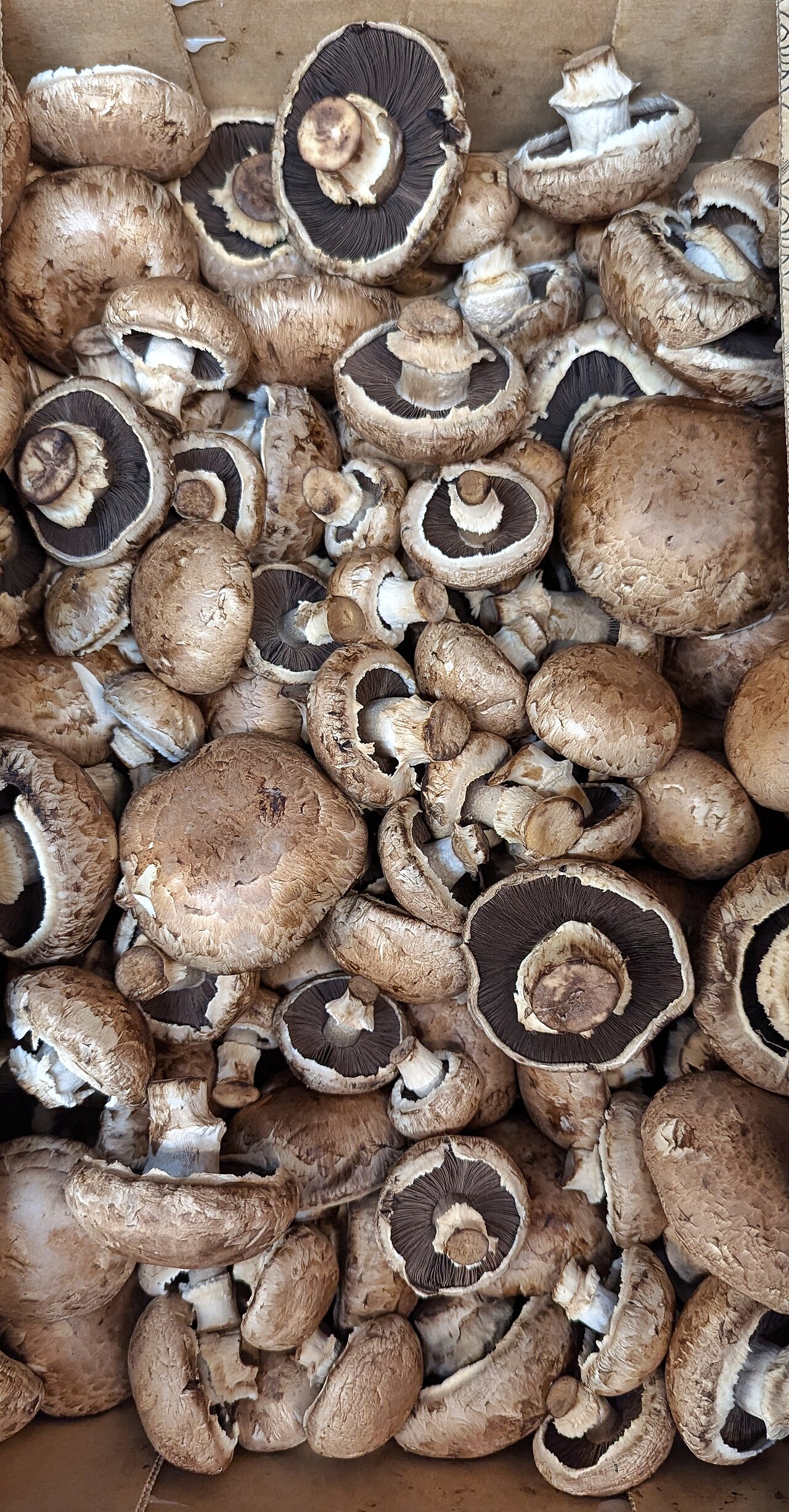 Cultivated Edible Mushrooms