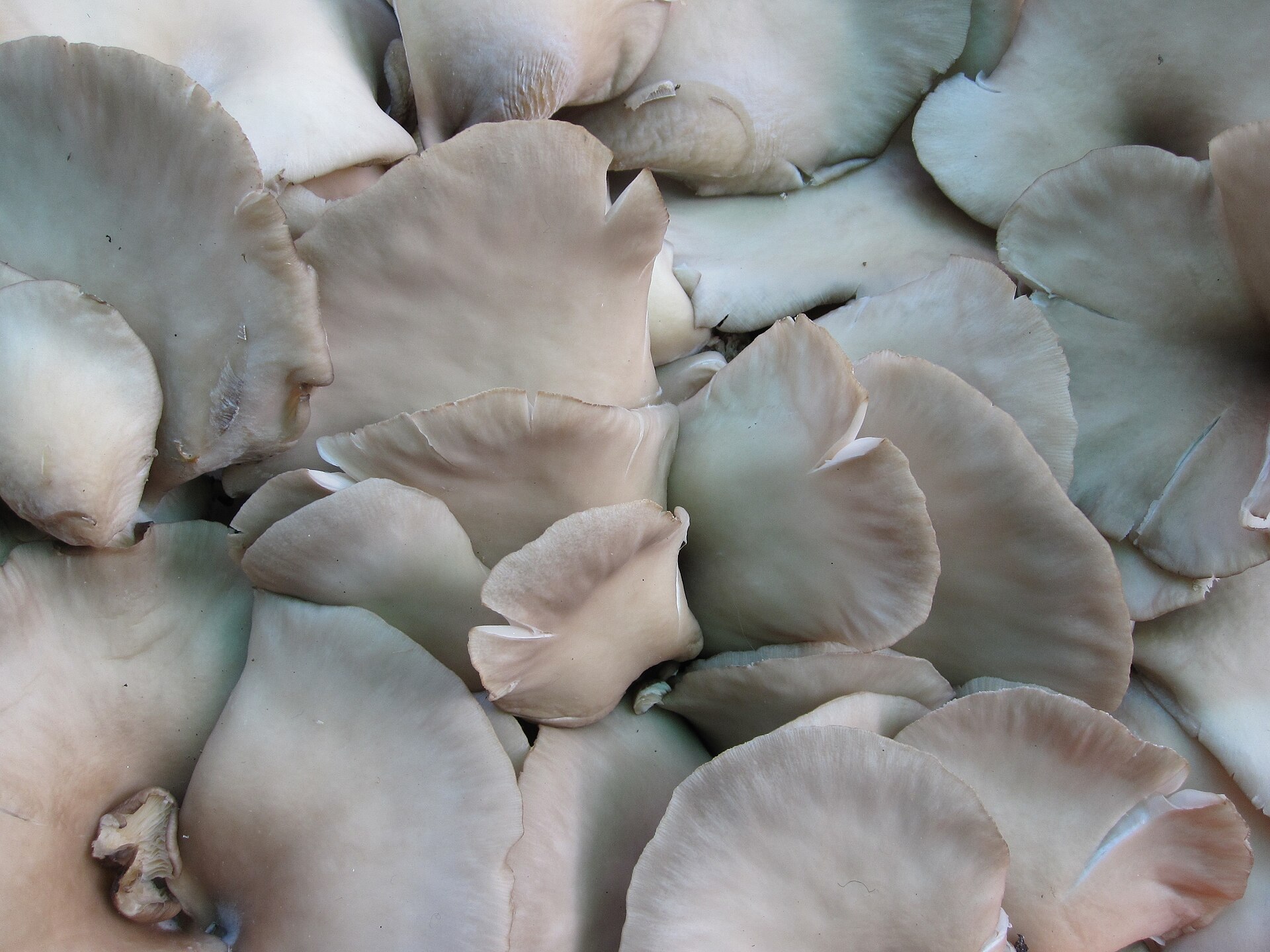 Cultivated Edible Mushrooms