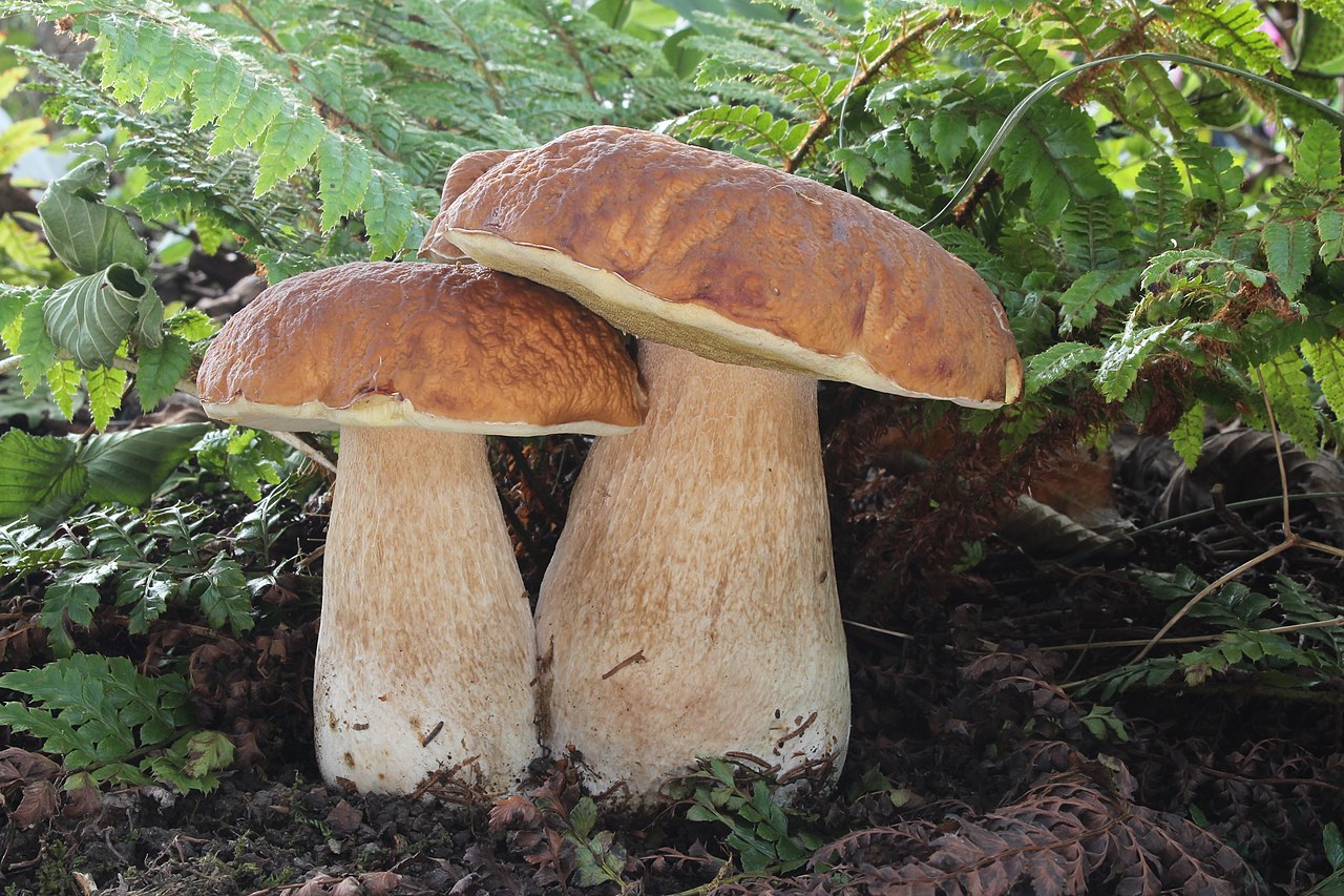 Ectomycorrhizal Mushrooms