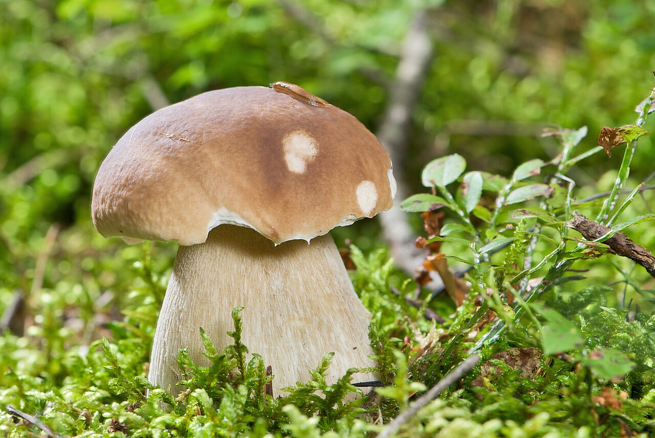 Ectomycorrhizal Mushrooms