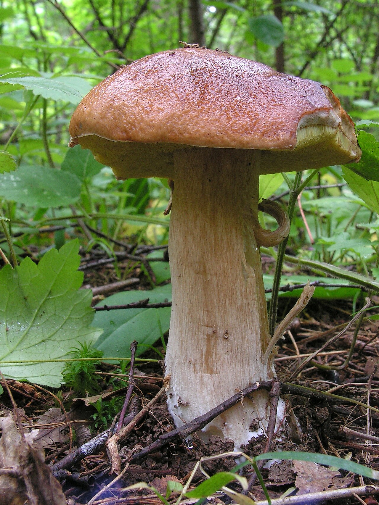 Ectomycorrhizal Mushrooms